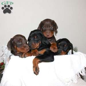 Rover, Doberman Pinscher Puppy